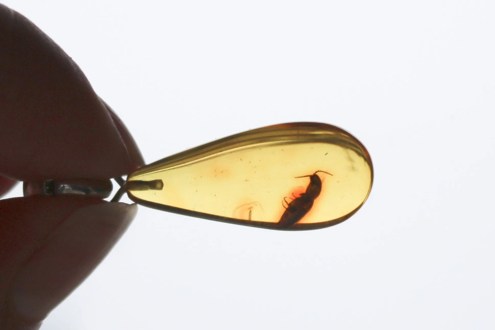 Baltic Amber Pendant Fossil Insect Beetle Drop Yellow Natural 1.6" 2.6 gram 925 Silver